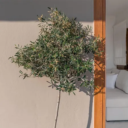 Blue And Infinity 펜션 아기아 파라스케비